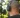 Una persona con la cabeza rapada y una mochila revisa su email mientras usa audífonos negros Sony over-ear al aire libre, con árboles de fondo.